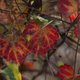 Illustration for article titled Shooting Challenge Fall Leaves Gallery 7